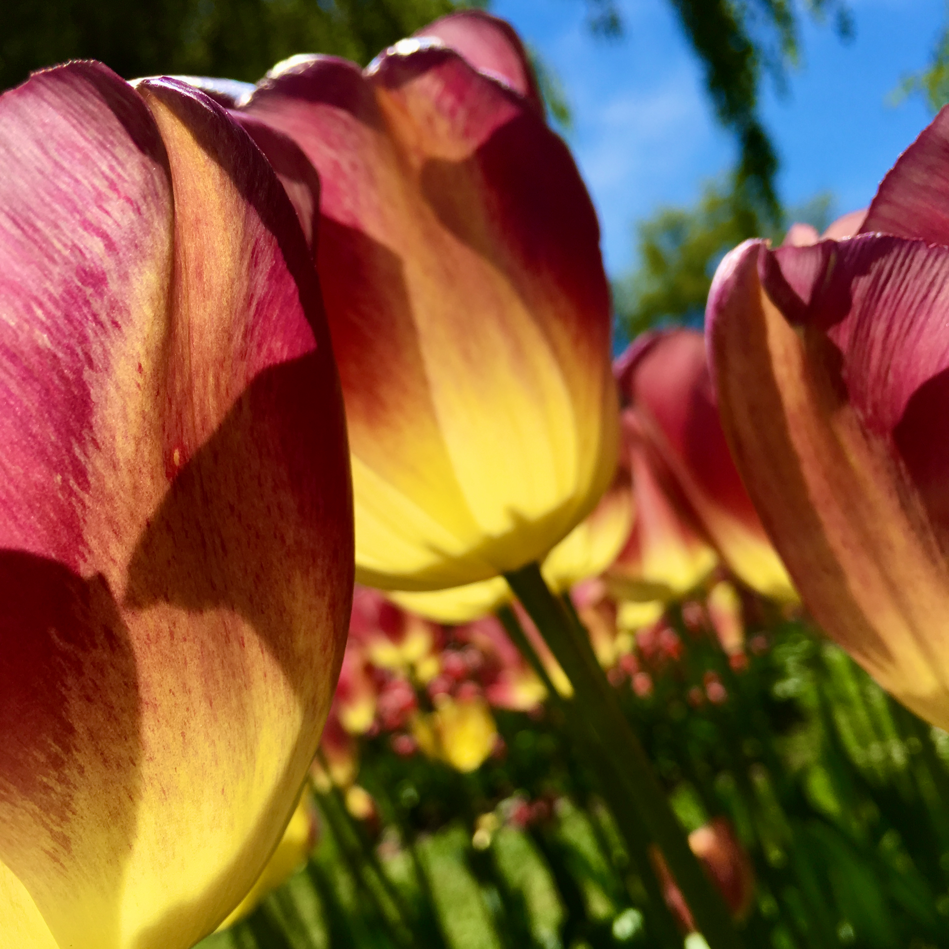Rendez-vous avec la Femme sacrée